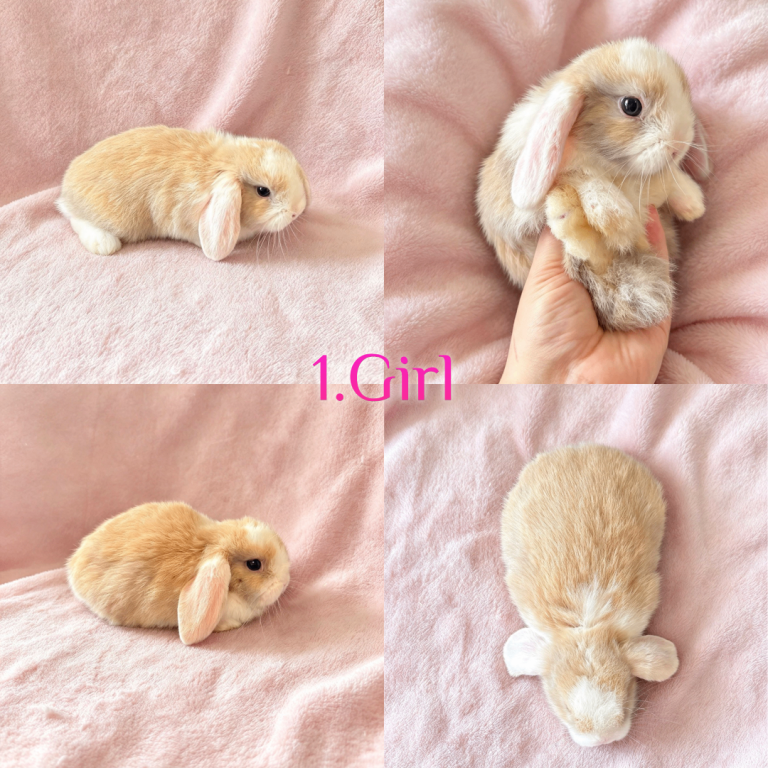 Baby Mini Lops (Ready from 18/10)