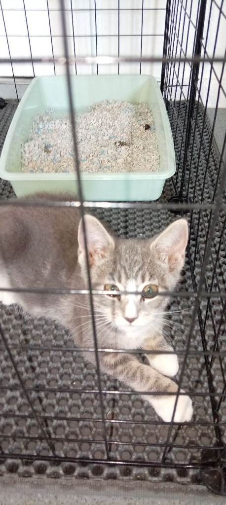 Beautiful Female Kitten