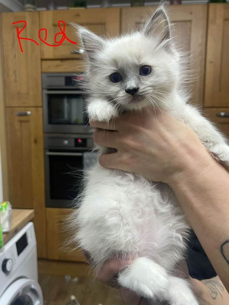 Pure ragdoll kittens 