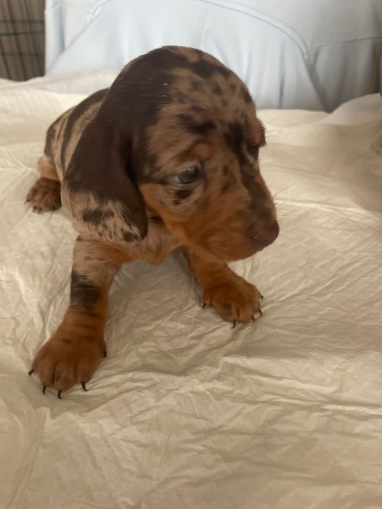 Miniature dachshund puppies