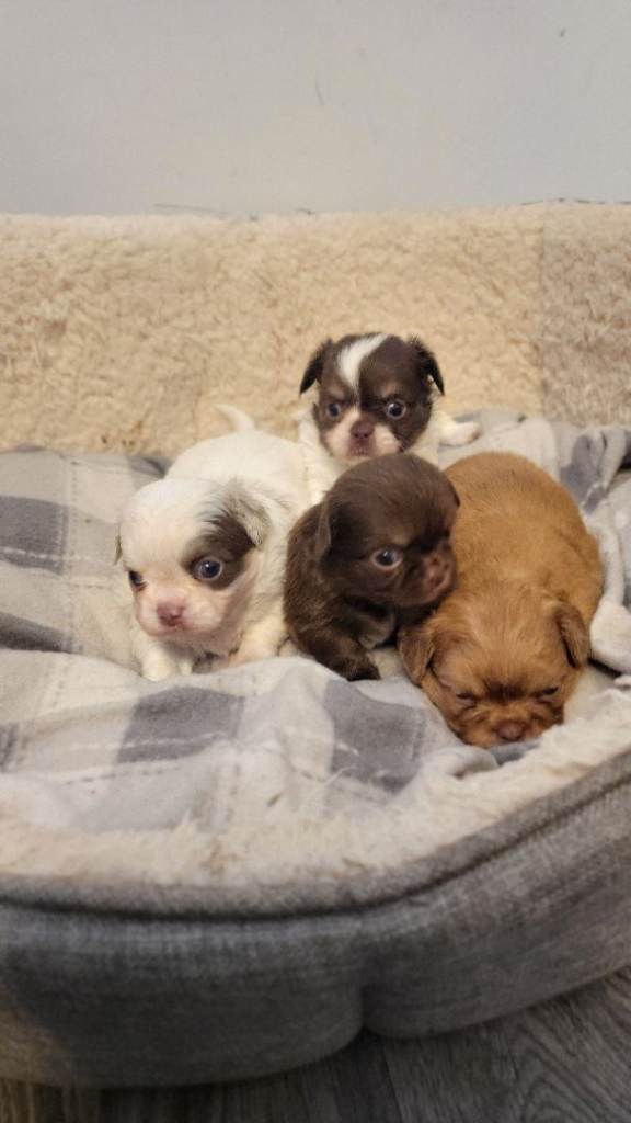 Long haired apple head chihuahua puppies 