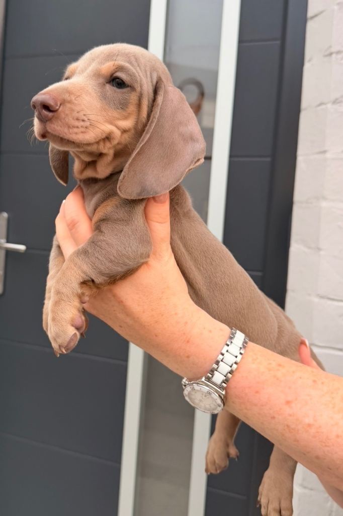 Dachshund pups ready now 