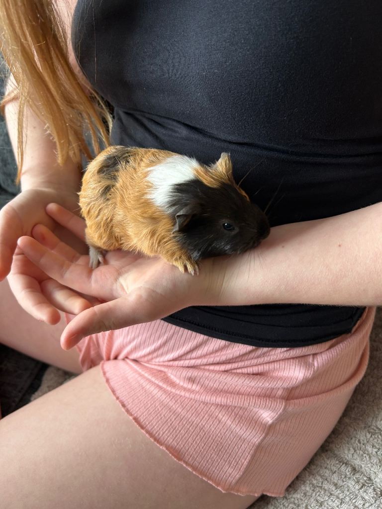 Baby Guinea pigs 