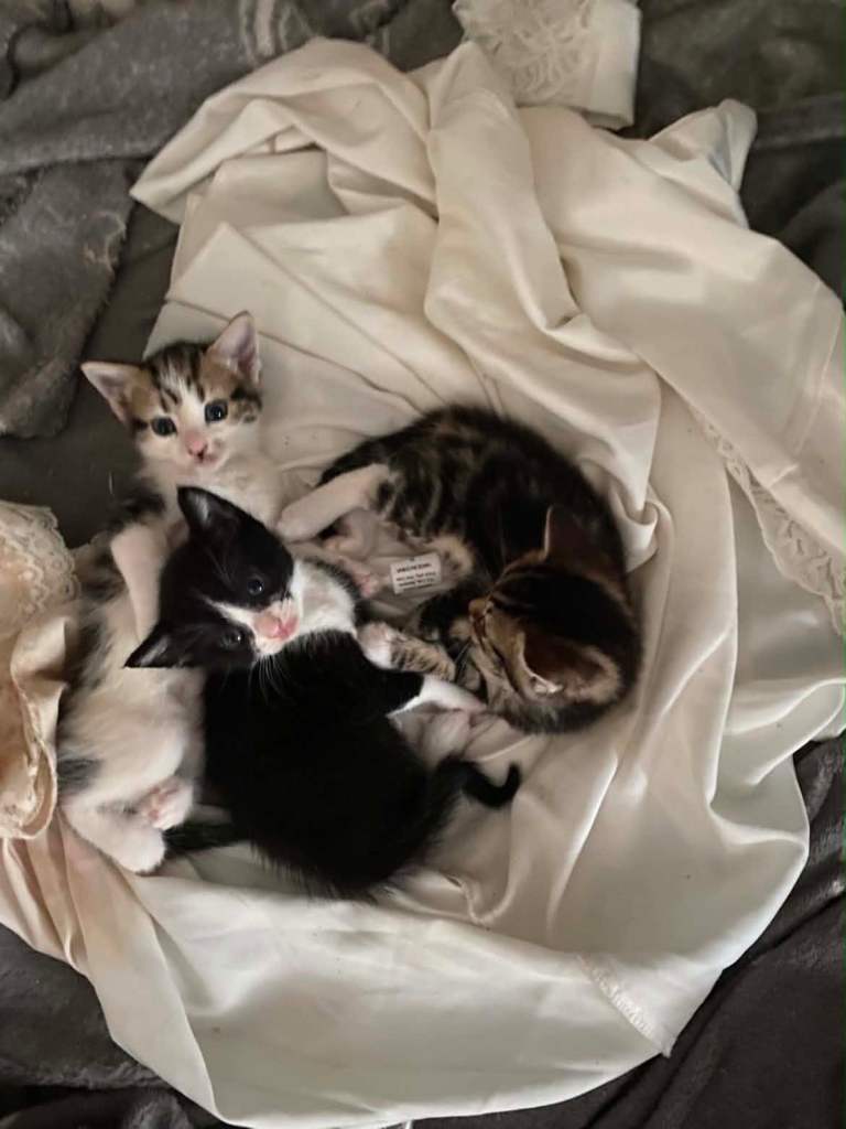 3 beautiful kittens 