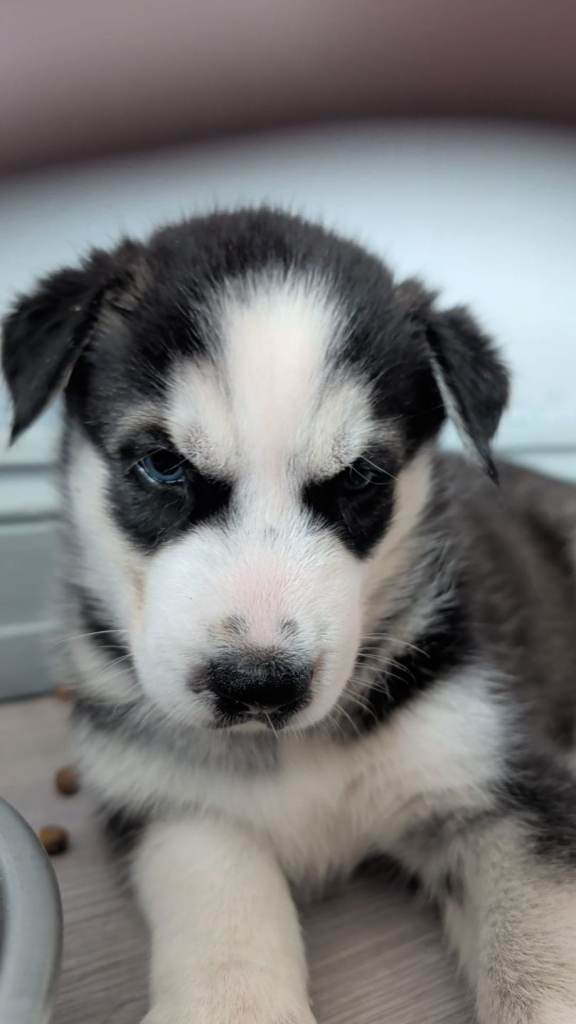 Siberian Husky puppy for sale, healthy and ready to go home.