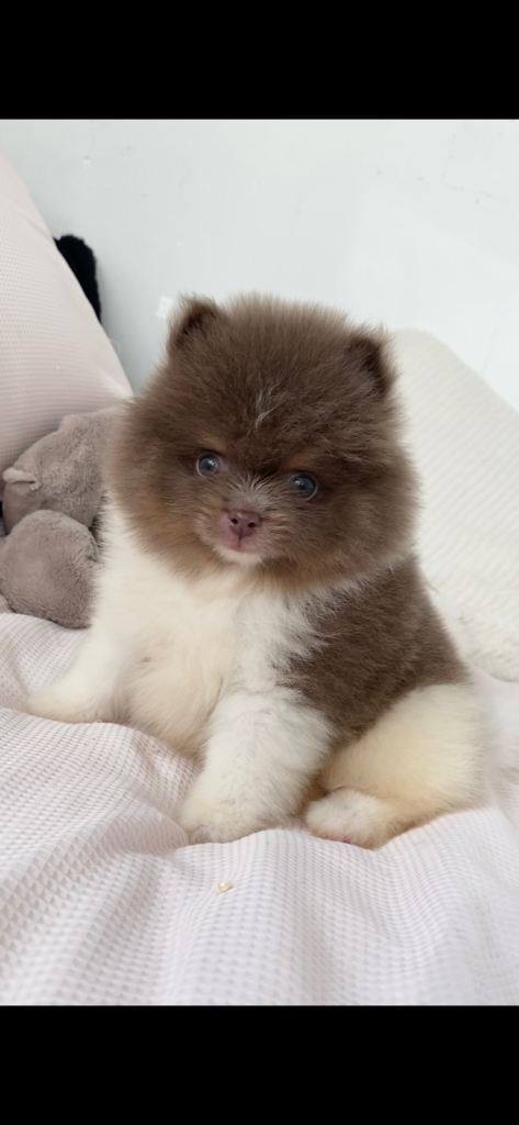 Pomeranian puppys 