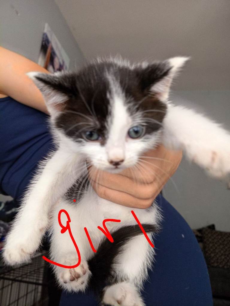 Kittens for sale there beautiful 