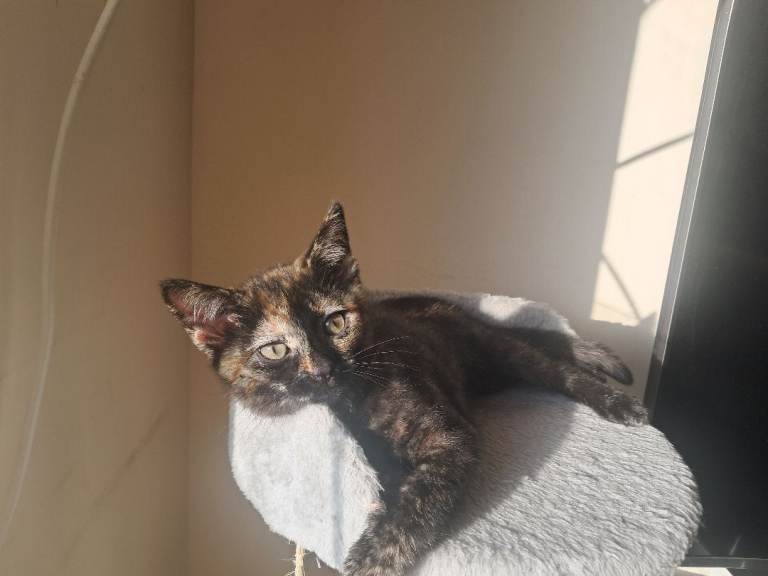 Very friendly, cuddly and playful girl kitten.