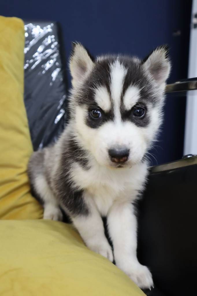 Purebred Siberian Huskies 7 Puppies from DNA Health-Tested Parents