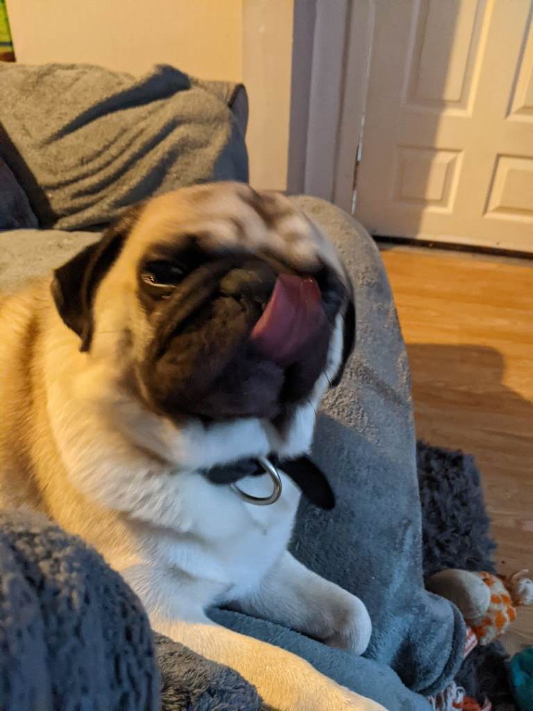 Dog needing forever home 