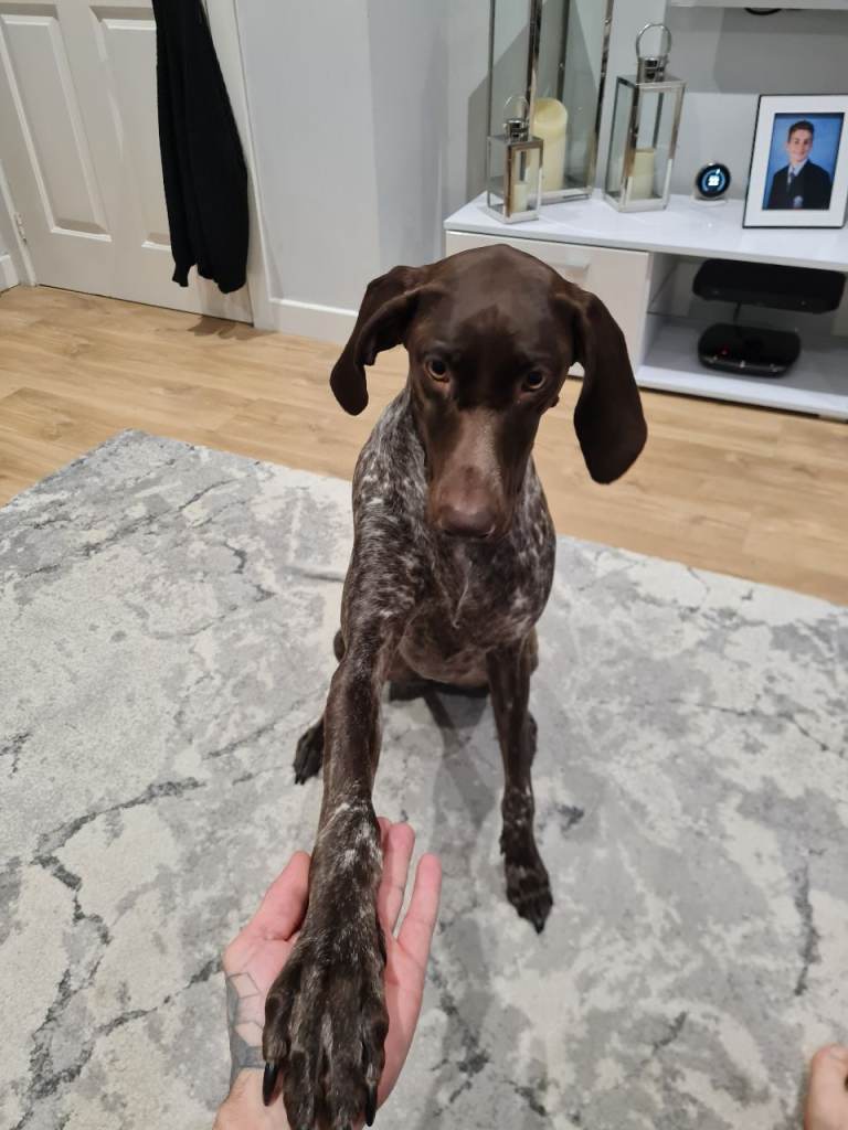 Female gsp 
