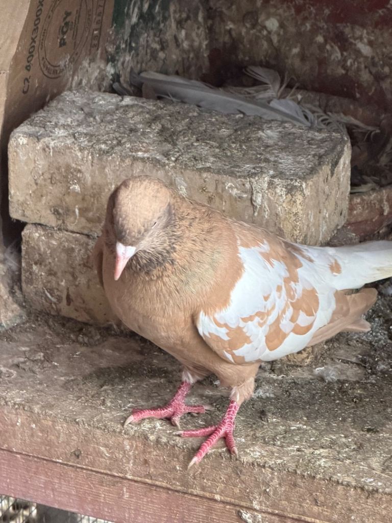Afghan pigeon 