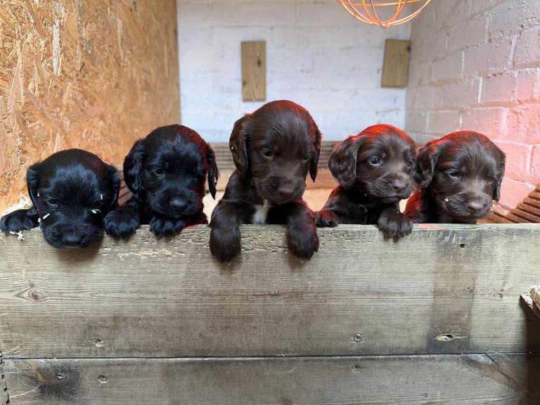 Sprocker puppies 