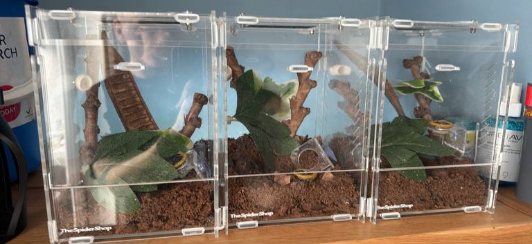 Spider enclosure 
