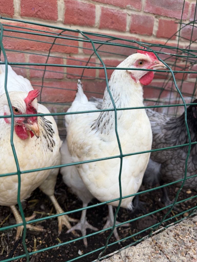 laying Hens 