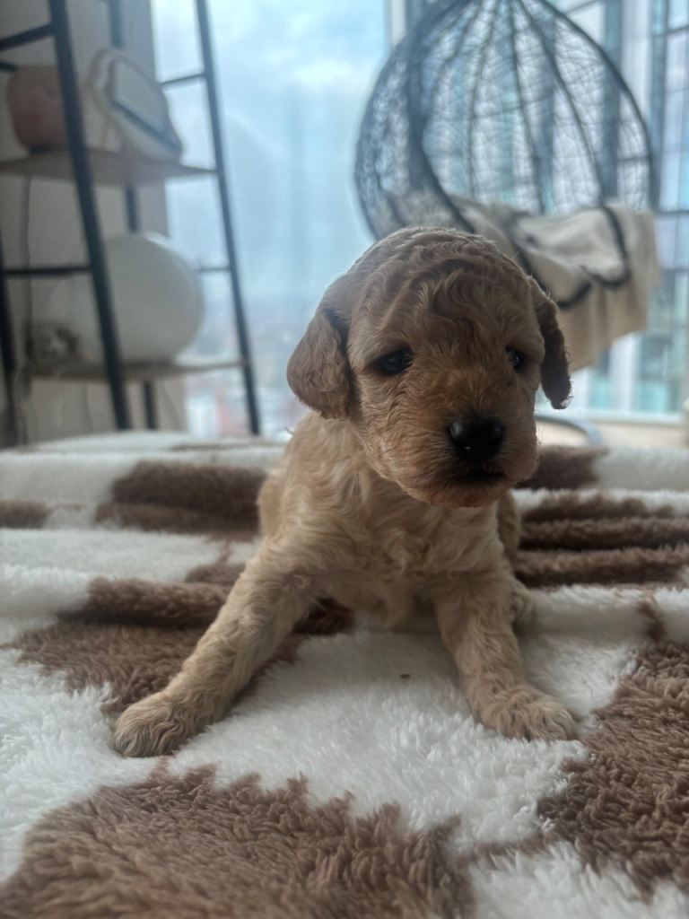 BABY TEDDY FLUFFY COCKAPOO PUPPIES