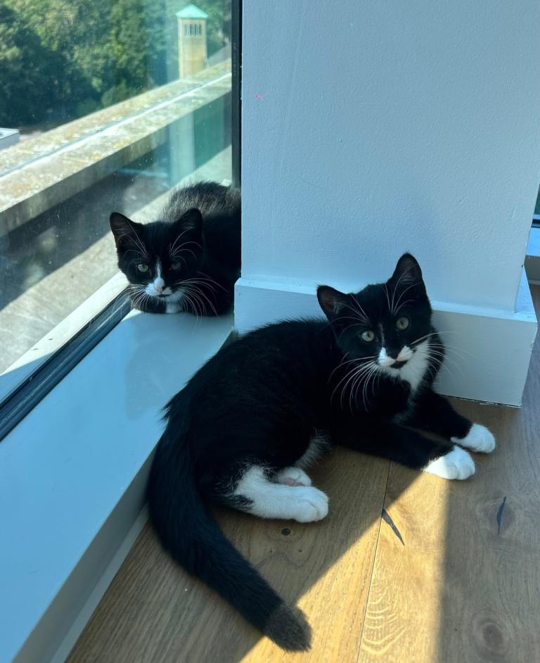 2x Kittens for sale