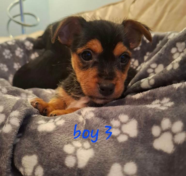 Jack Russell cross puppies