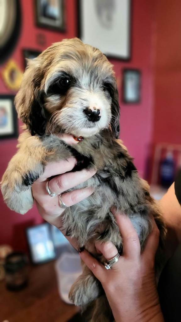 Cockapoo puppies 