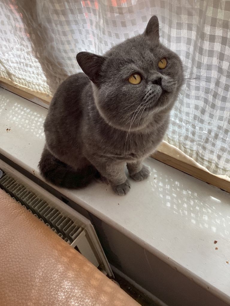 British shorthair male