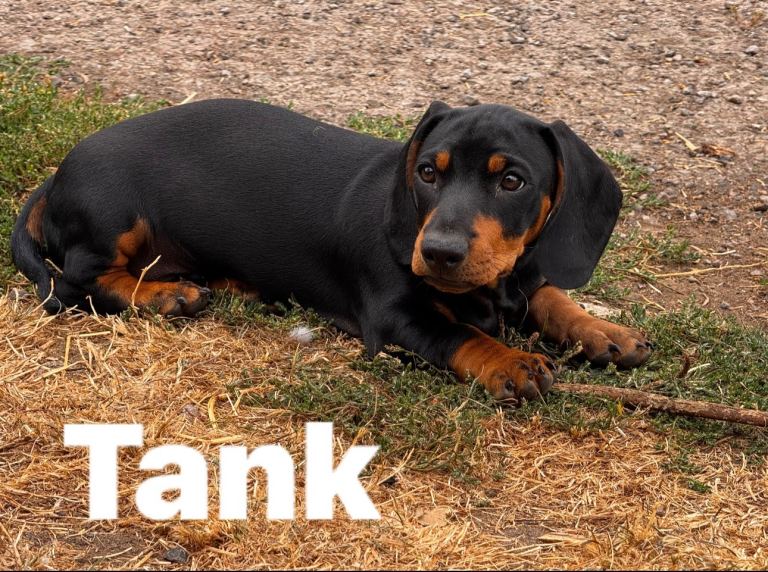 Last pup miniature dachshunds, ready to go