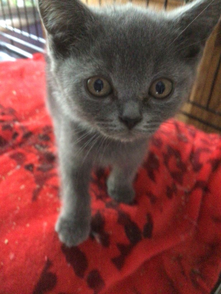 Lovely british blue kittens 