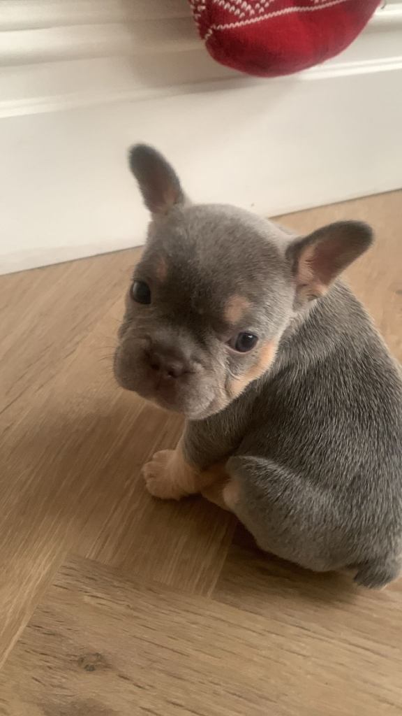 french bulldog puppies for sale
