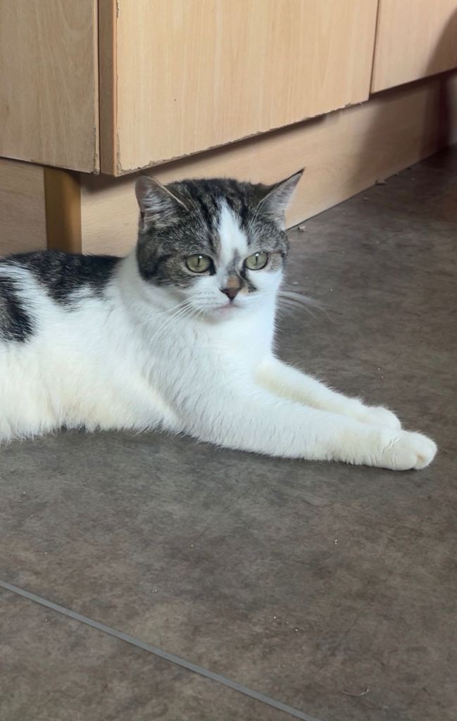 Exotic shorthair girl 