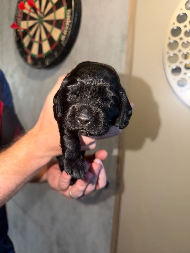 Chunky cocker spaniel pups 