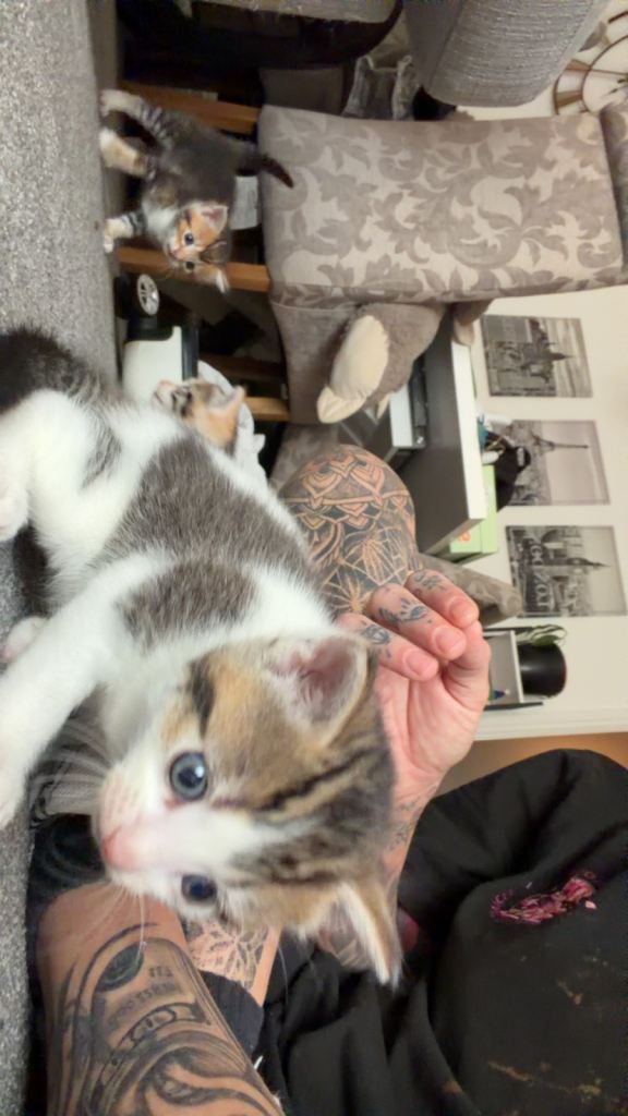Kittens for sale 