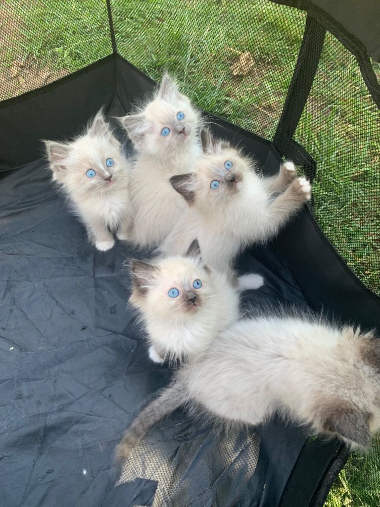Stunning Pure Ragdoll Kittens
