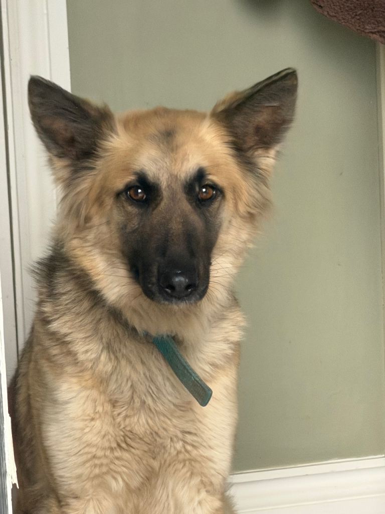 Rehoming German Shepard 