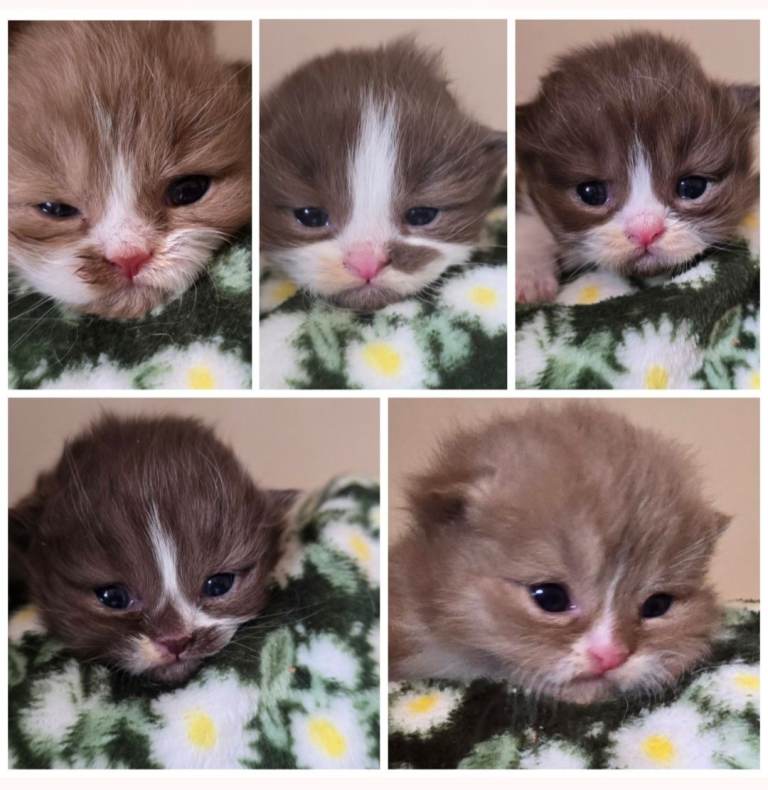 Beautiful British shorthair and longhair kittens 🤎🧸