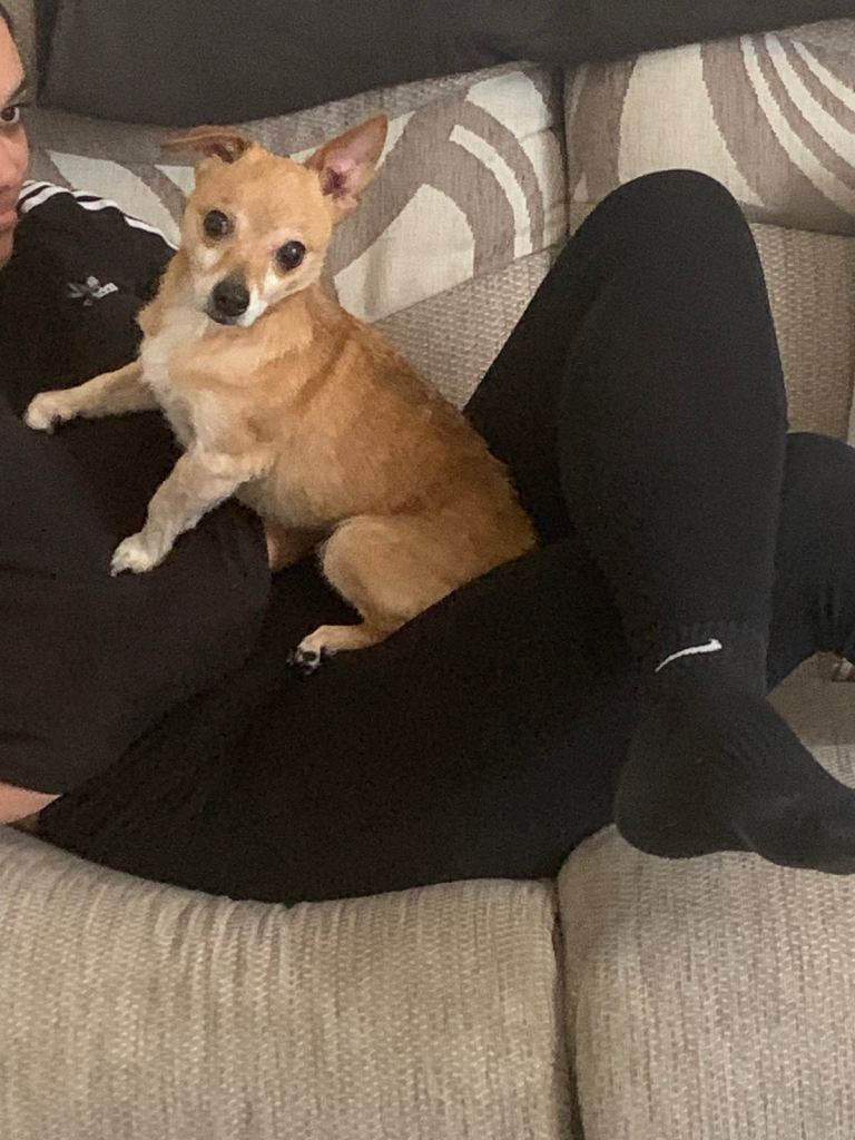 7 year old Male Chihuahua