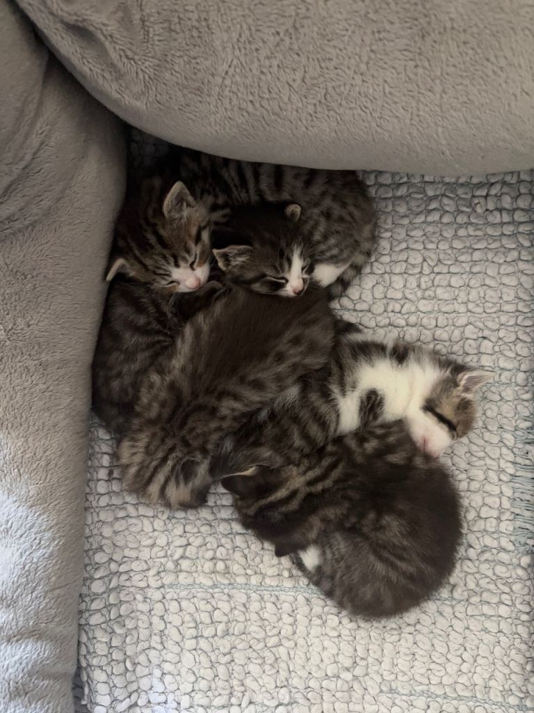 5 Kittens For Sale