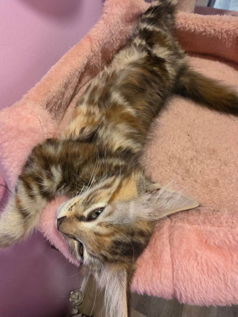 Kittens 