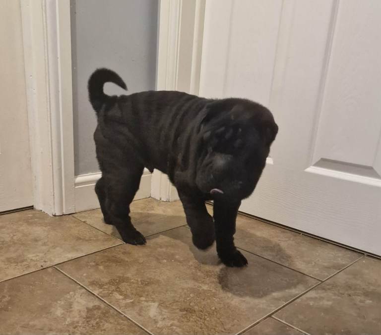 Lovely Shar pei puppy