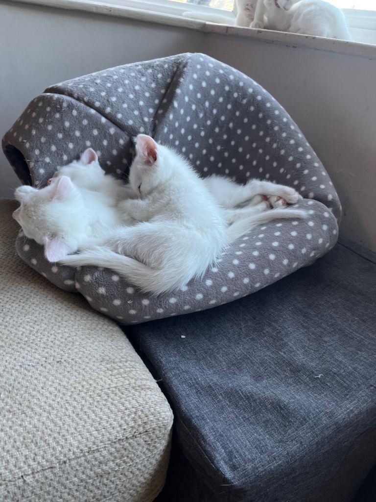 Awww 🥰 look at these lovely kitties