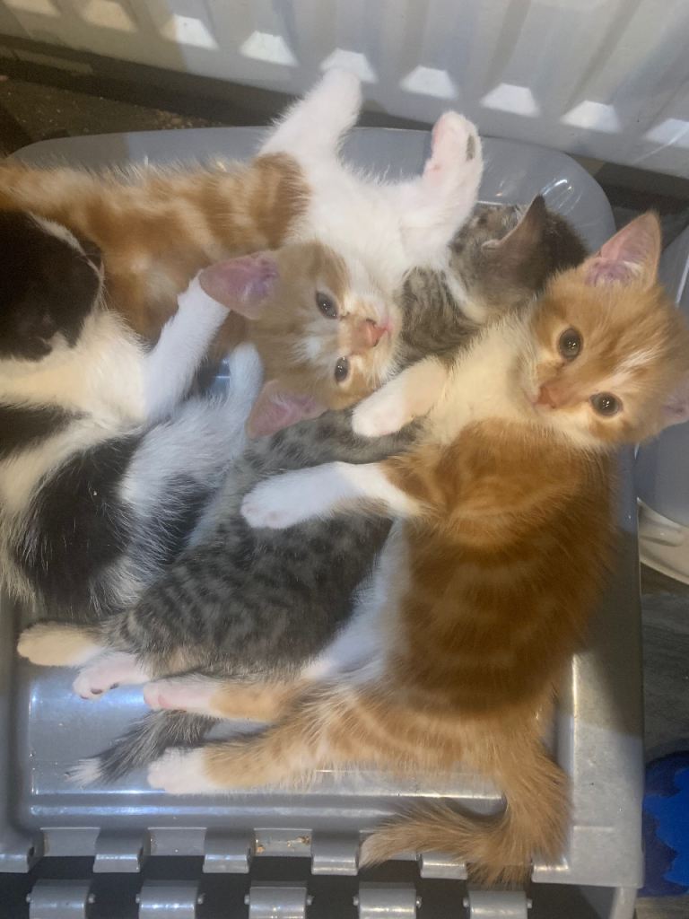 3 kittens looking for new family 