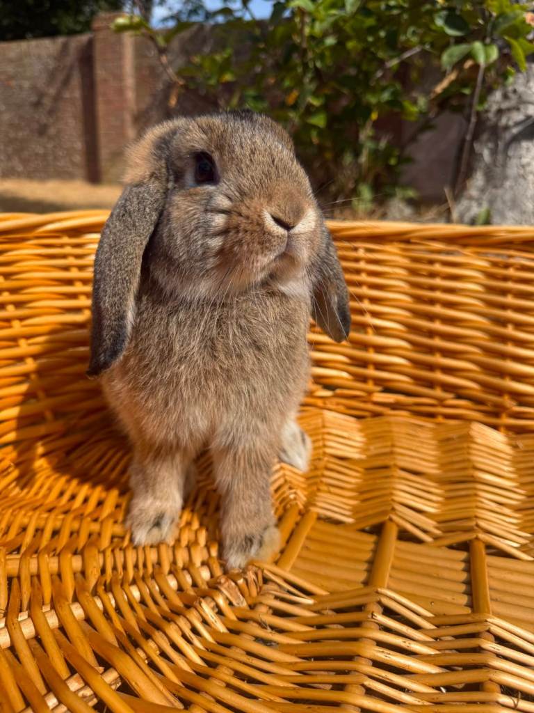 Benjamin Bunny
