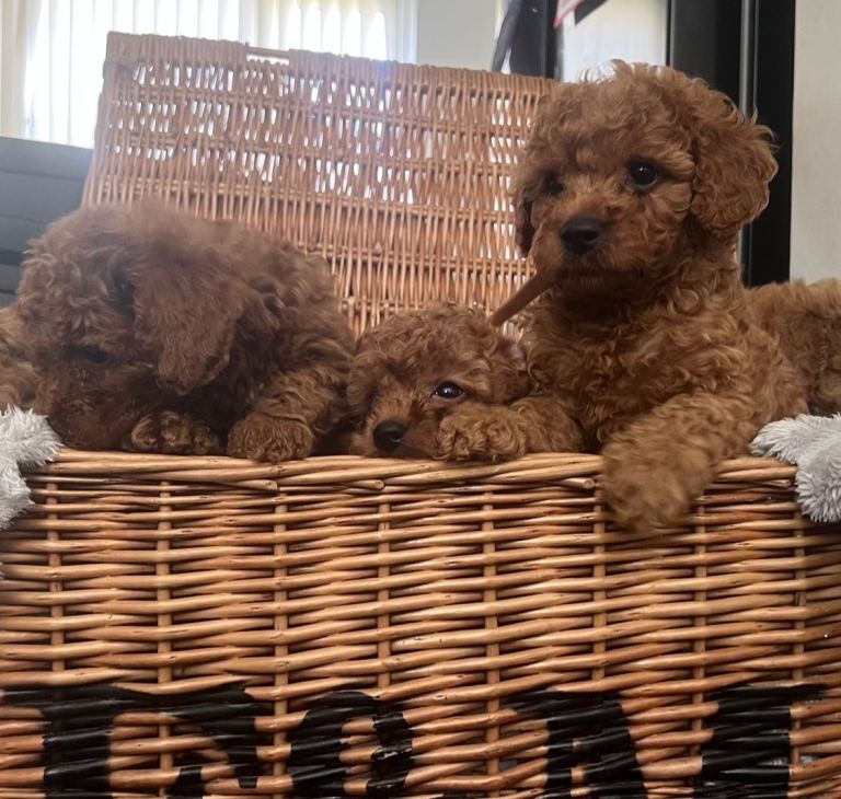 Stunning health tested deep red Toy Cavapoo puppies