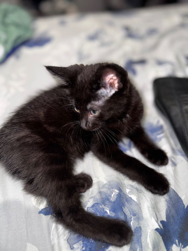 8 week old kitten 