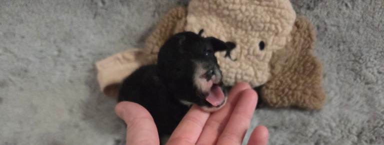 Gorgeous litter of xxxsmall toy poodle 