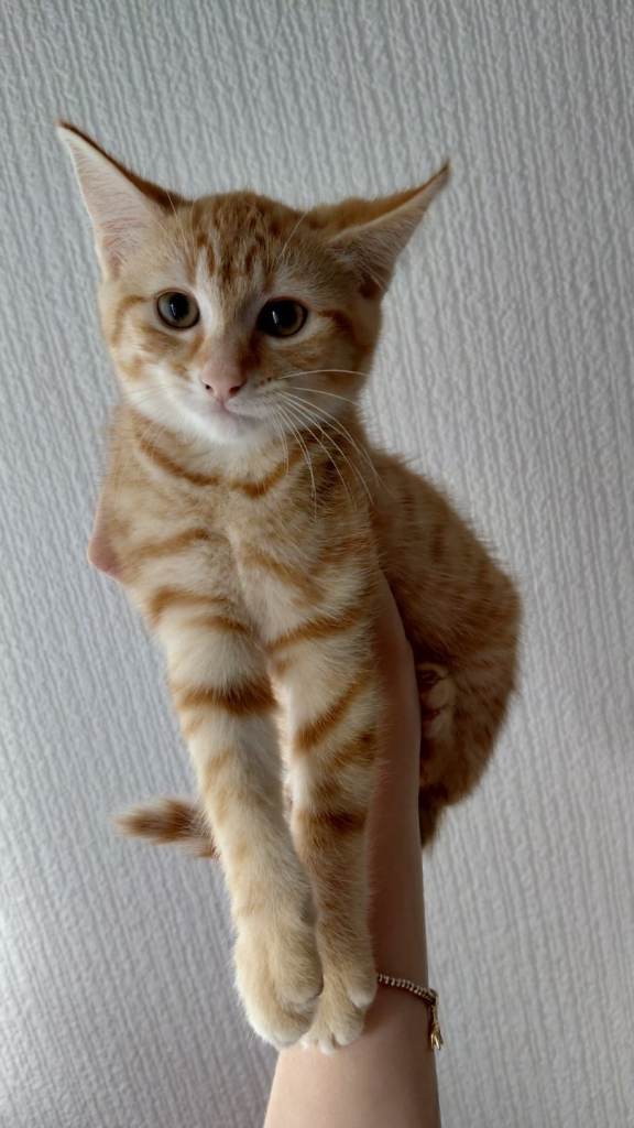 Female ginger kitten
