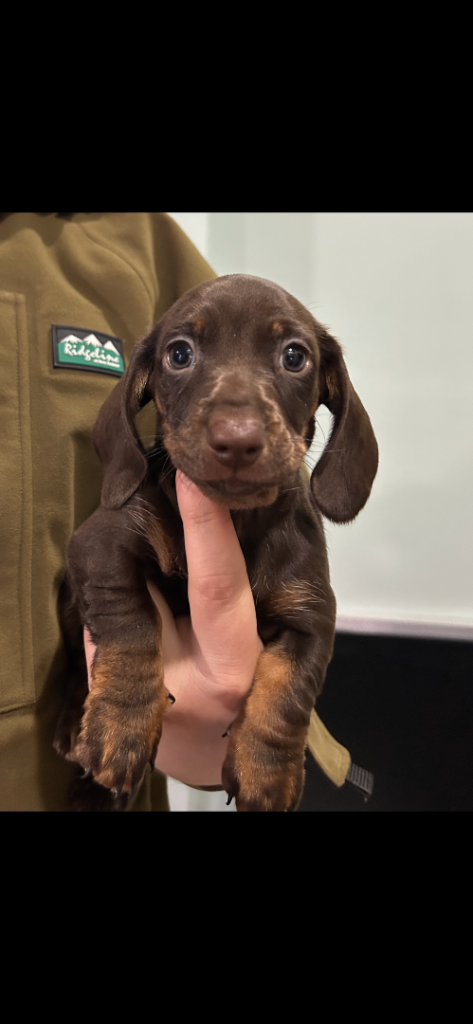 Here I have three miniature dachshund puppies looking for their forever homes, two females, one male