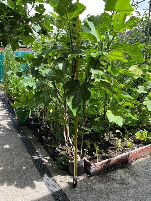 fig tree from Cyprus truly unique jumbo figs producing twice yearly in 5 litre pot