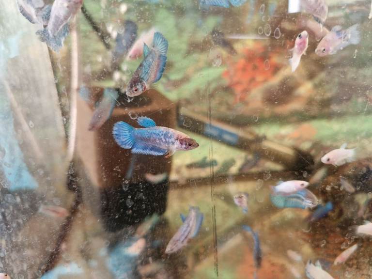 Red Tail Rainbow Fish, Siamese fighting fish (Betta) £5 Each - Full Setup Available