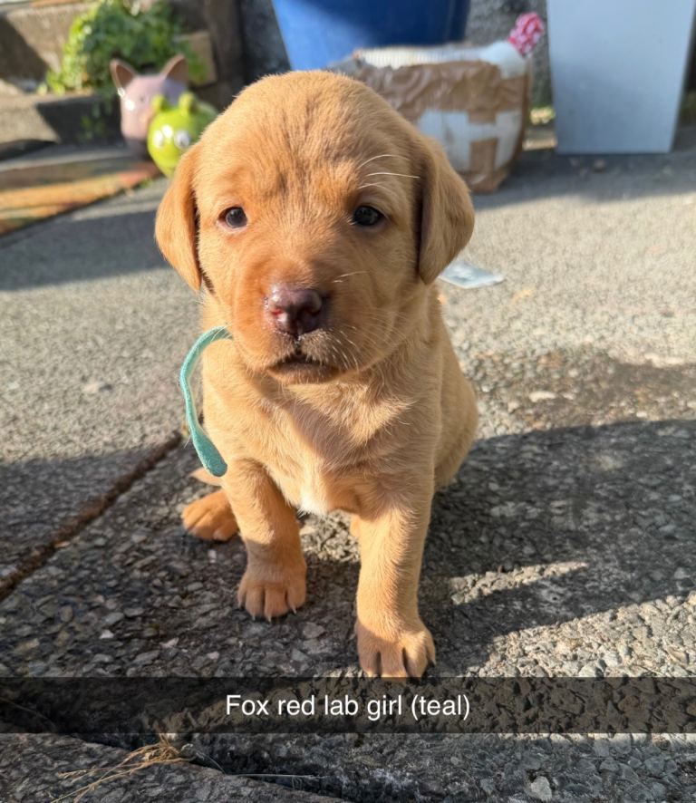 Fox Red Labradors
