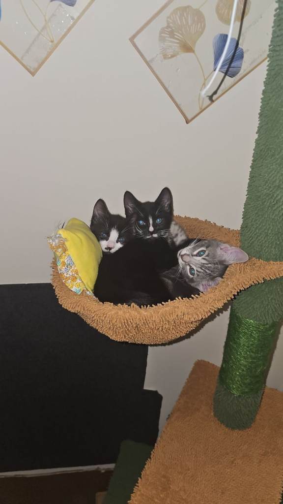 Adorable kittens for sale