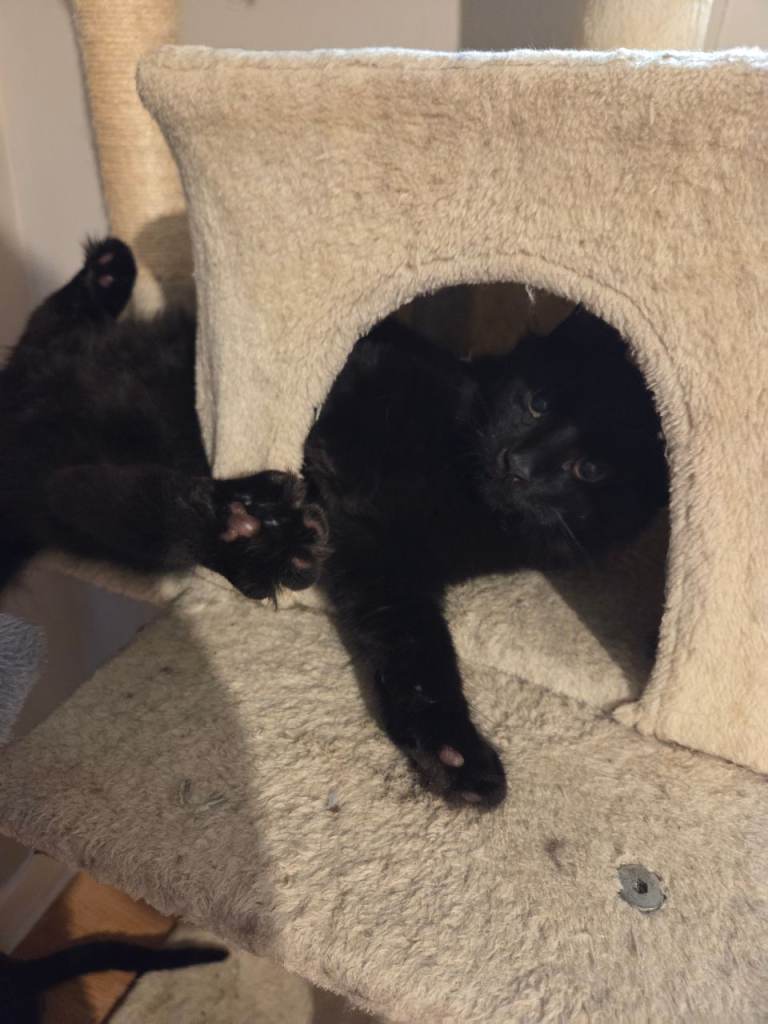 Kittens brothers